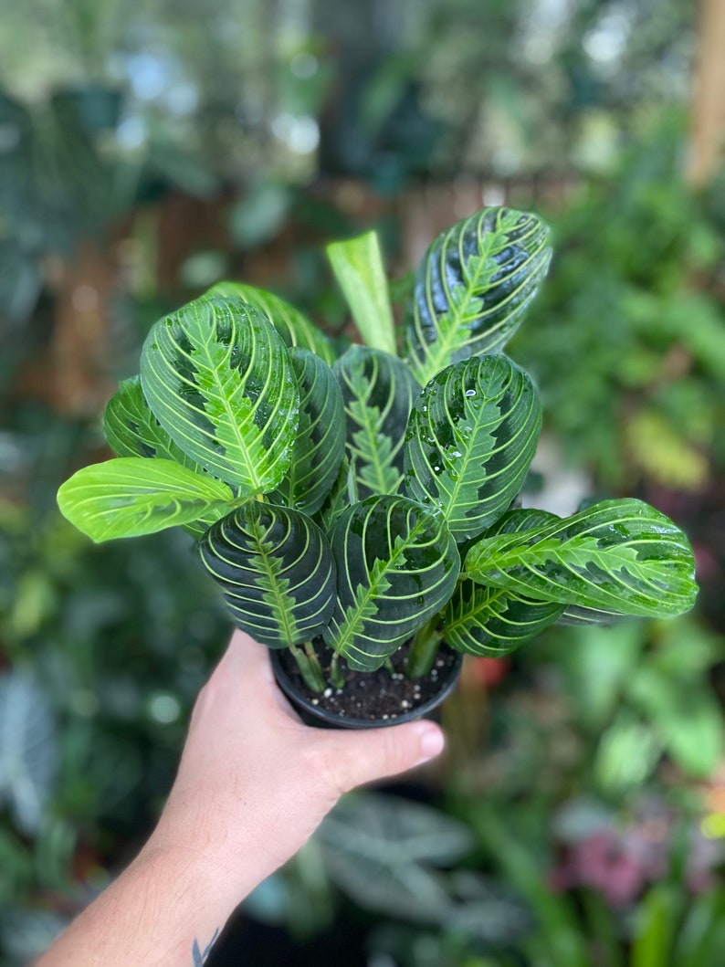 Maranta-lemon-lime