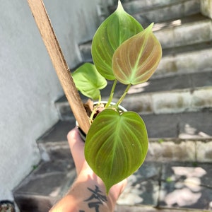 Philodendron Camposportoanum - velvet plant - grown 4” pot - rather long - climbing - vining - size varies - live plant