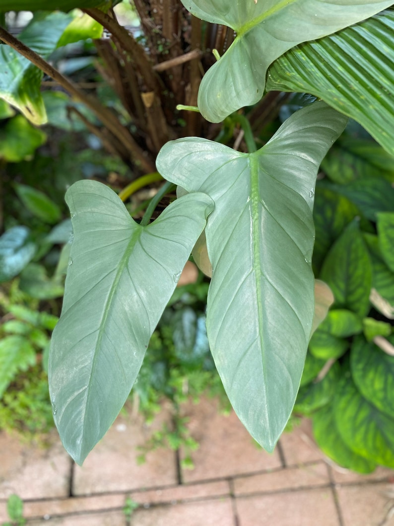Philodendron Silver Sword grown in 4 pot rare plant 610 Etsy Philodendron Silver Sword grown in 4 pot rare plant 610 Etsy