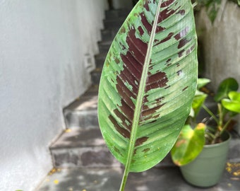 Musa Zebrina - banana tree - red velvet leaves - variegated- grown in 4” pot- size varies -