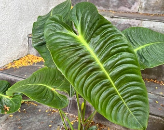 Anthurium Veitchii - compact - size varies - grown in 4” pot - great indoor plant - doesn’t get too large - rare plant - aroid -