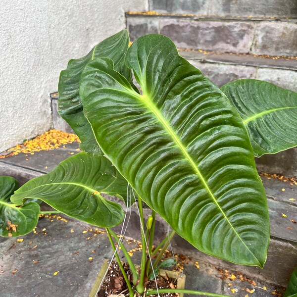 Anthurium Veitchii - compact - size varies - grown in 4” pot - great indoor plant - doesn’t get too large - rare plant - aroid -