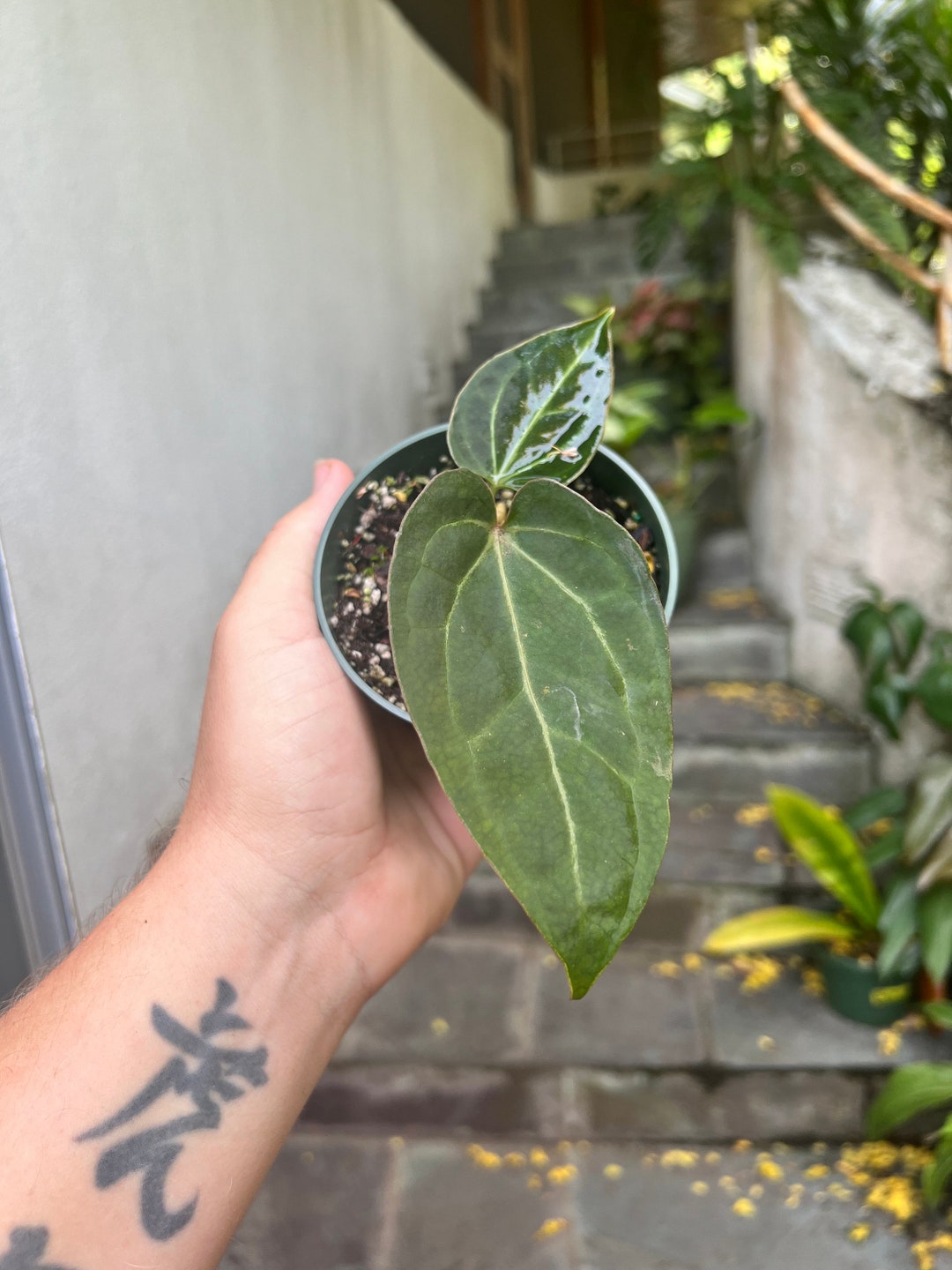 Anthurium Blue Velvet X Ace of Spades Blue Like Leaves Etsy
