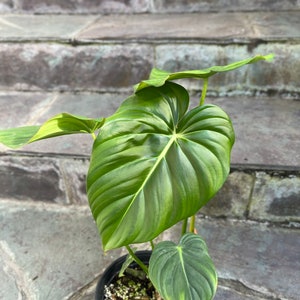 Philodendron Pastazanum billowy leaves rambler/ crawler 3-4 leaves size varies image 5