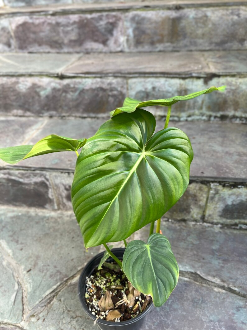 Philodendron Pastazanum billowy leaves rambler/ crawler 3-4 leaves size varies image 5