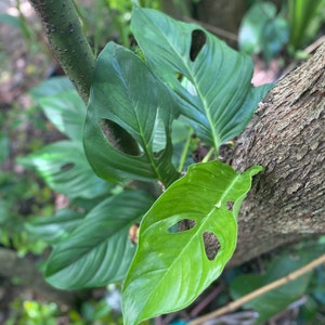 Monstera Acacoyaguensis - growing in 4” pot - juvenile - needs to attach to a pole- single vine - size varies - cold damage/ yellow spots