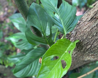 Monstera Acacoyaguensis - growing in 4” pot - juvenile - needs to attach to a pole- single vine - size varies - cold damage/ yellow spots