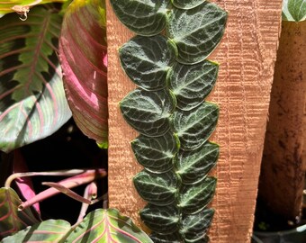 Rhaphidophora Cryptantha - Shingler 4" - all the way to the TOP - Live plant - needs another piece of wood to attach to.