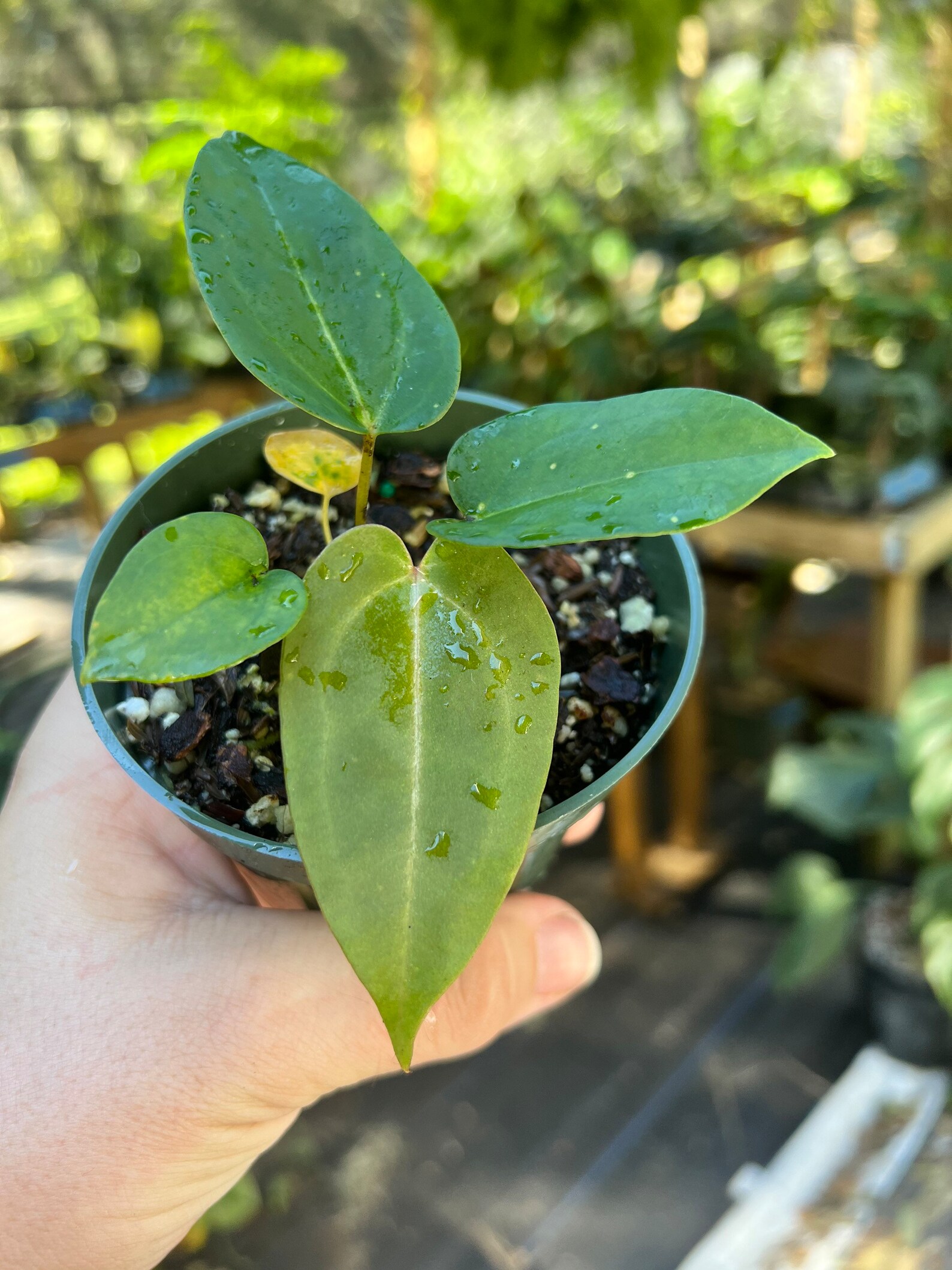 Anthurium Blue Velvet X Ace of Spades Blue Like Leaves Etsy