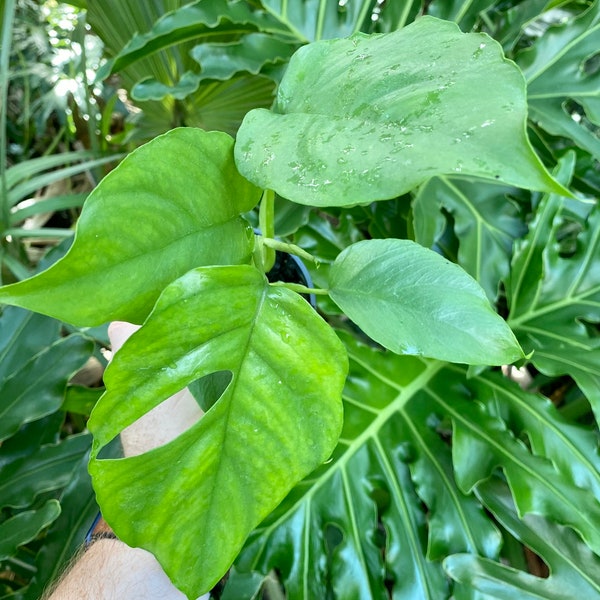 Rhaphidophora Tetrasperma - fat leaf - grown in 4” pot - Tissue culture - size varies