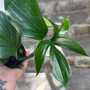 Rhaphidophora Decursiva 1-2 fenestrated leaves descurvia-grown in 4 pot size varies image 5