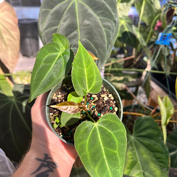 Anthurium ‘Black Beauty’ (Pap x Dresleri) X Regale - SEEDLINGS - hybrid - rare plant
