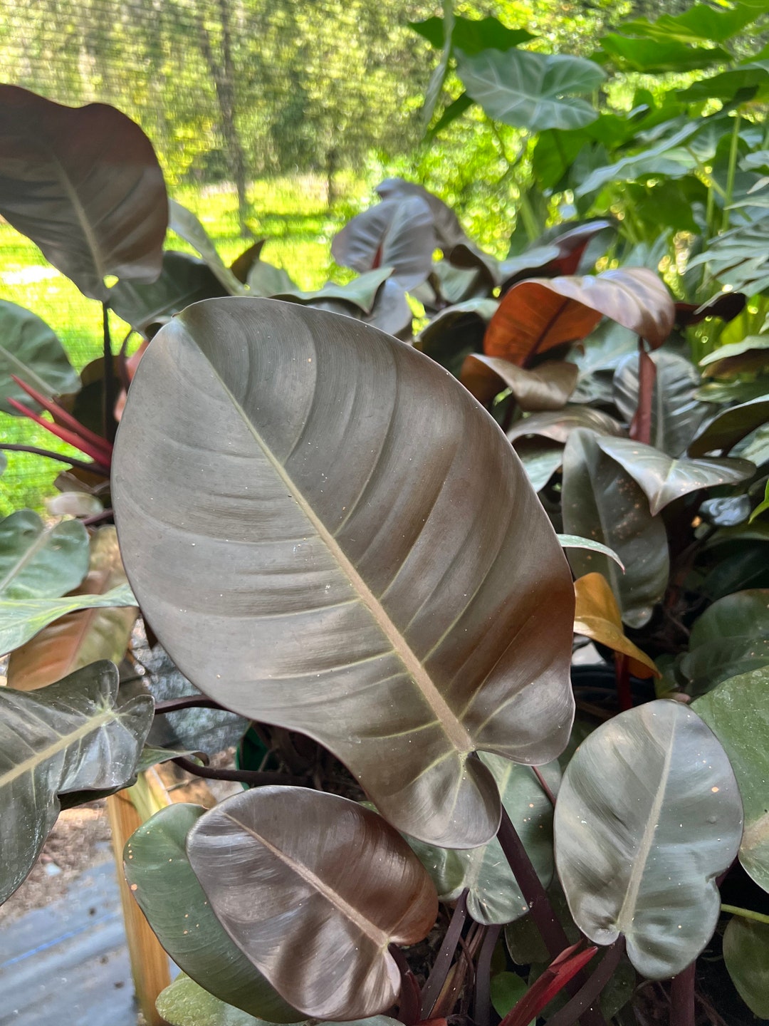 Philodendron Black Cardinal LARGE Aroid Live Plant Grown in 6 Pot Size