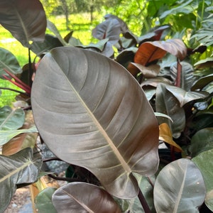 Philodendron Black Cardinal - LARGE - aroid - live plant - grown in 6” pot - size varies- minor rust spots on older leaves has been treated