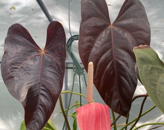Anthurium Moodeanum  - red leaf - grown in 4” pot - rare plant - live plant - aroid - size varies
