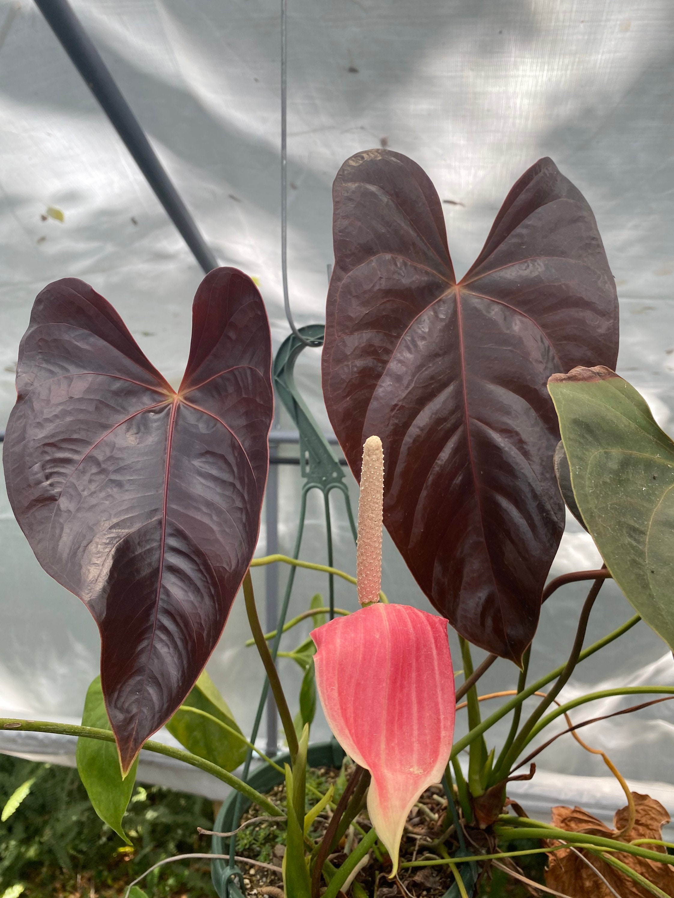 Anthurium Moodeanum Red Leaf Grown in 4 Pot Rare Plant Etsy