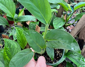 Monstera Spruceana - growing in 4” pot - juvenile - needs to attach to a pole- single vine - size varies - 3 or more leaves