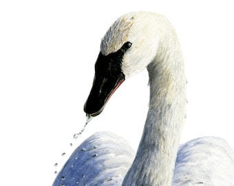 Fine Art Print Swan, Bird Art, Wildlife and Nature Illustration, Watercolour Print, Wall Decor, Wall Art, Eco Friendly