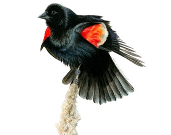 Fine Art Print Red-Winged Blackbird, Bird Art, Wildlife and Nature Illustration, Watercolour Print, Wall Decor, Wall Art, Eco Friendly