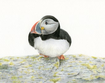 Original Atlantic Puffin Watercolour Painting, Wildlife and Bird Illustration, Wall Decor, Bird Art, Watercolour Artwork, Painting