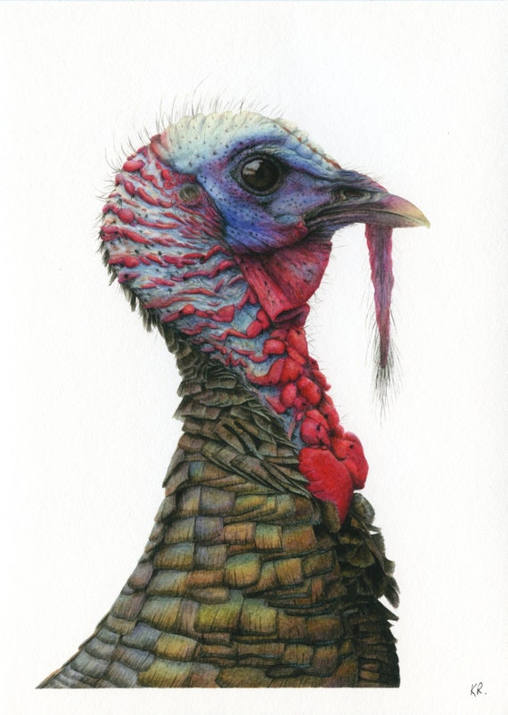 Fine Art Print Wild Turkey Bird Art Wildlife and Nature Etsy