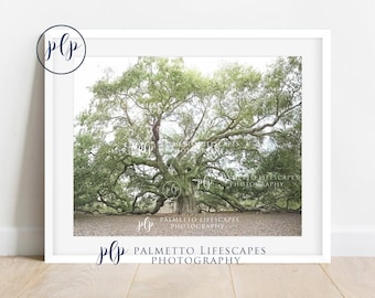 Angel Oak Tree, Angel Oak, Black and White, Charleston Art