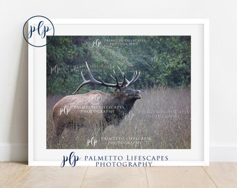 Smoky Mountain Elk | Elk, Smoky Mountain Wildlife, Male Elk, Smoky Mountain Pictures, Bull Elk