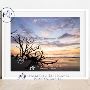 Botany Bay, Driftwood, Driftwood Beach, Beach Print, Minimalist Beach, Boneyard Beach, Edisto Beach, Edisto