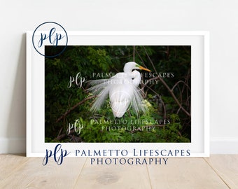 Egret, Great Egret, White Egret, Coastal Bird, Coastal Art