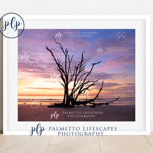 Botany Bay, Driftwood Beach, Boneyard Beach, Beach Print, Minimalist Beach, Driftwood