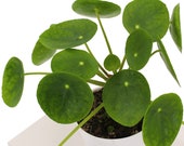 Chinese Money Plant, Pilea Peperomioides, Rounded Green Semi Succulent Leaves, Live Indoor Plant, Ships in 4 quot Nursery Pot