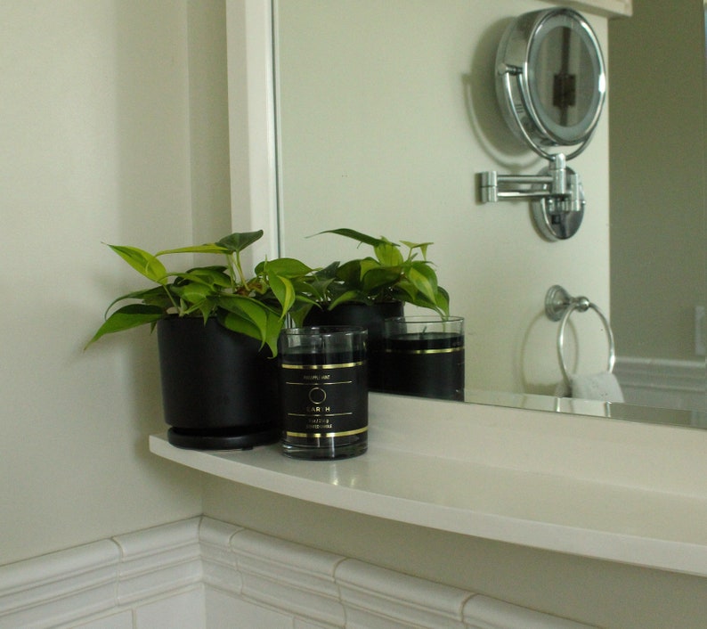 Philodendron Cordatum Brasil Heart Shaped Chartreuse image 5