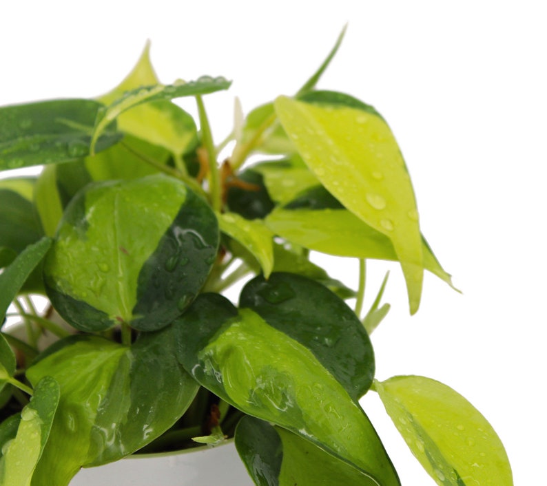 Philodendron Cordatum Brasil Heart Shaped Chartreuse image 4