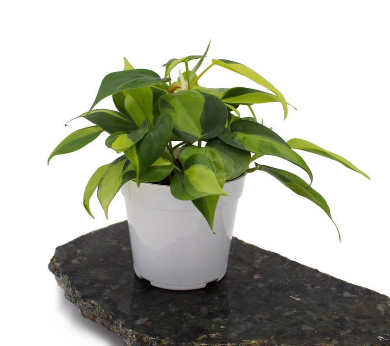 Philodendron Cordatum Brasil Heart Shaped Chartreuse Standard Nursery Pot