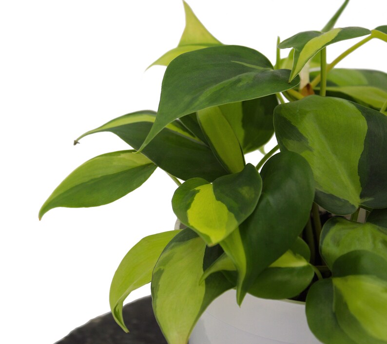 Philodendron Cordatum Brasil Heart Shaped Chartreuse image 2