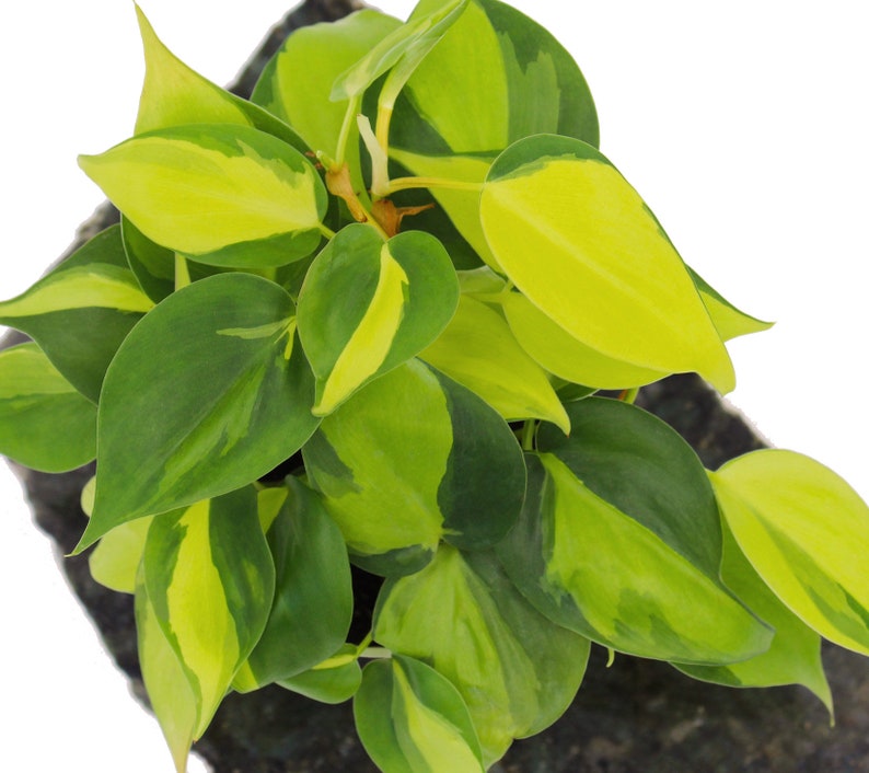 Philodendron Cordatum Brasil Heart Shaped Chartreuse image 3