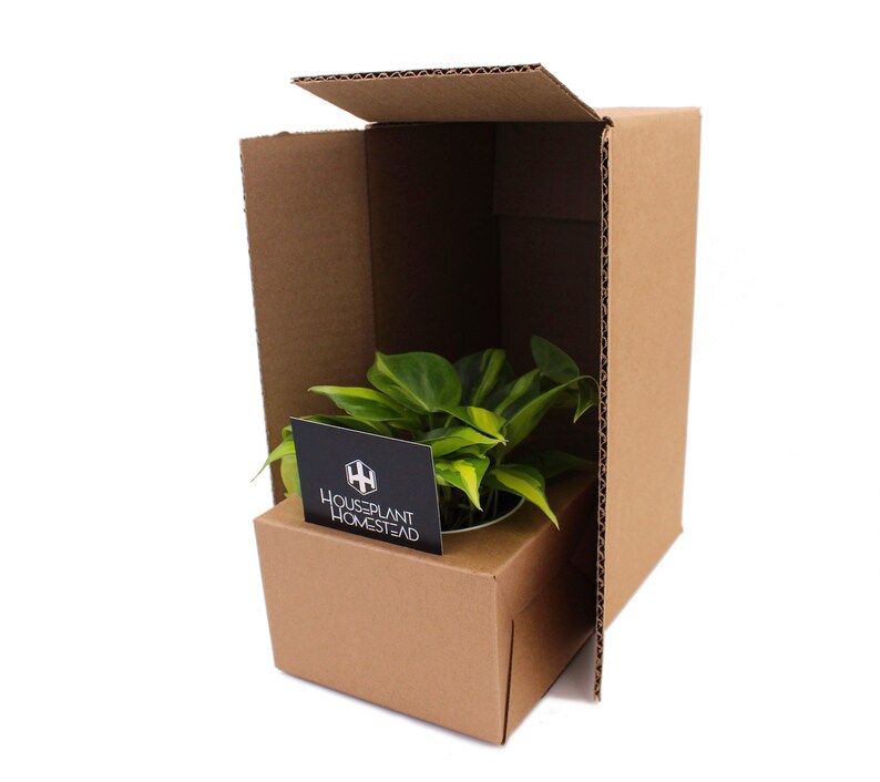 Philodendron Cordatum Brasil Heart Shaped Chartreuse image 6