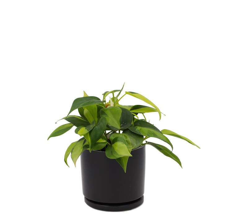 Philodendron Cordatum Brasil Heart Shaped Chartreuse +Black Porcelain Pot