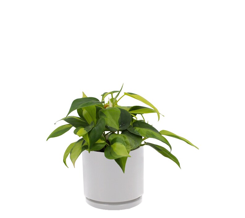 Philodendron Cordatum Brasil Heart Shaped Chartreuse +White Porcelain Pot