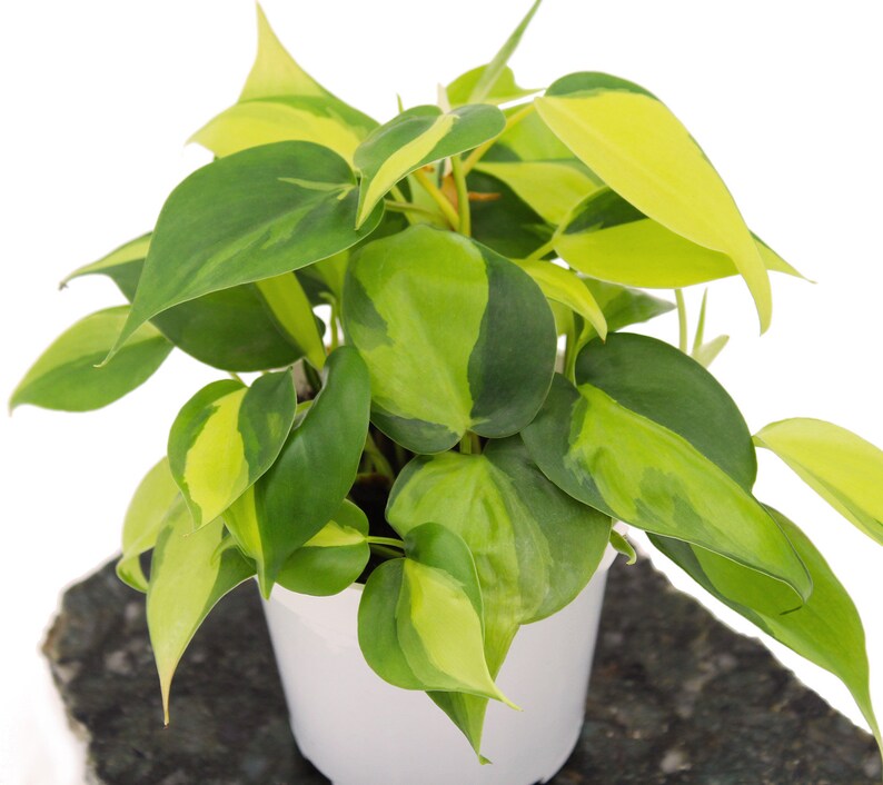 Philodendron Cordatum Brasil Heart Shaped Chartreuse image 0