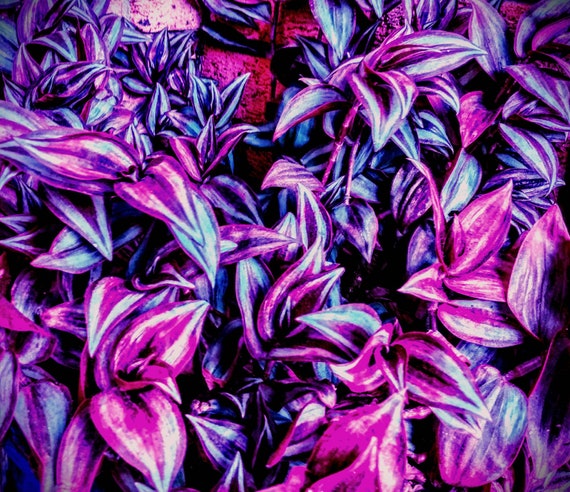 Purple Hair Don T Care Etsy