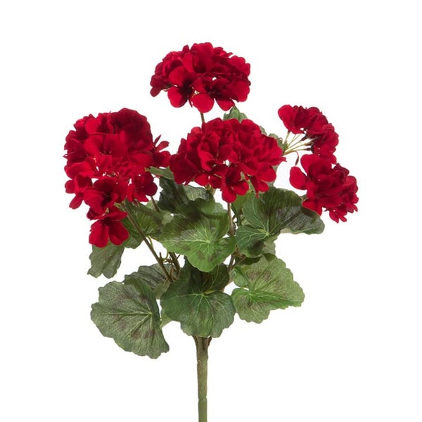 Premium Quality 18 inch Dark Red Geranium Bush, Summer Floral