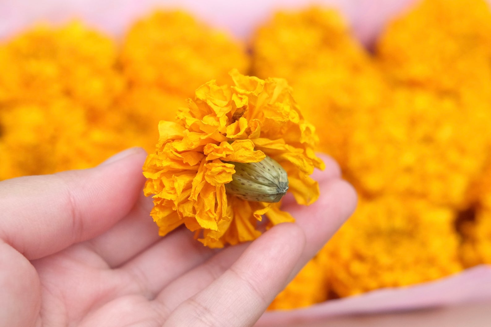 40 Dried Large Size Marigold Flowers Wedding Decor Dried Etsy