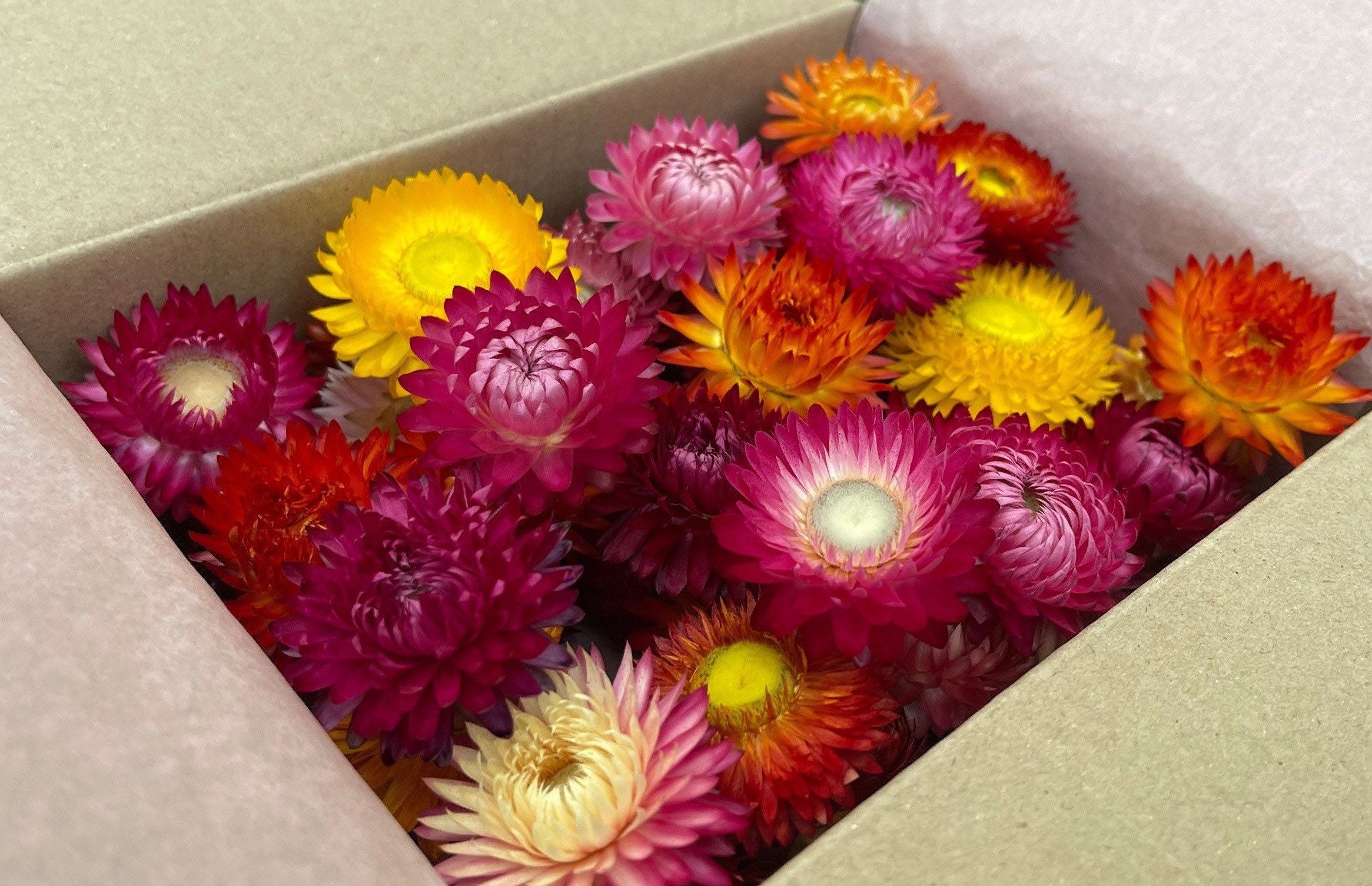 Strawflowers (Helichrysum) - Dark Pink - Dried Flowers - DIY – Dried  Flowers Forever