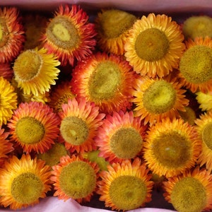 300 Large Center Strawflowers Dried Flower DIY Supply helichrysum everlasting flower strawflowers heads Dried Strawflower