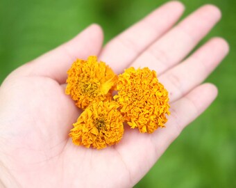 200 Dried Small Marigold Flowers Wedding Decor Dried Flower DIY Supply Dried Calendula Flower Altar Decoration