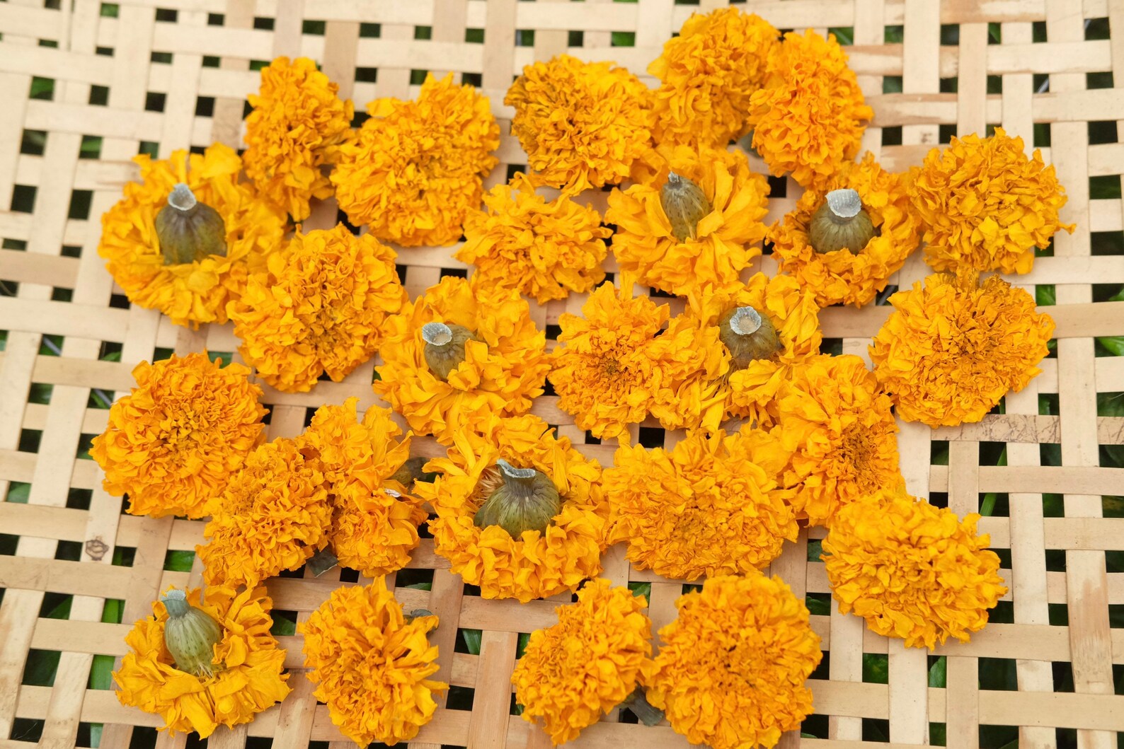 40 Dried Large Size Marigold Flowers Wedding Decor Dried Etsy