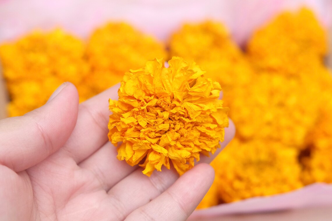 40 Dried Large Size Marigold Flowers Wedding Decor Dried Etsy