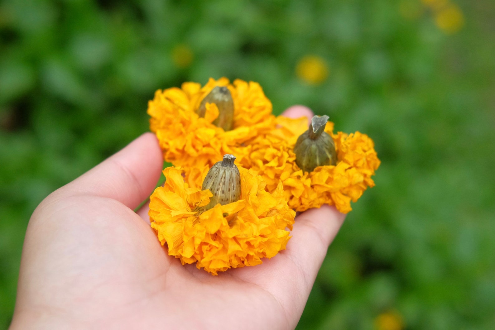 40 Dried Large Size Marigold Flowers Wedding Decor Dried Etsy