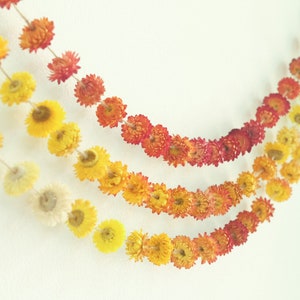 Set of 3 strings 7ft Medium-Size Dried Strawflower garland, Dried Strawflowers garland, Everlasting flower garland, Wedding decor